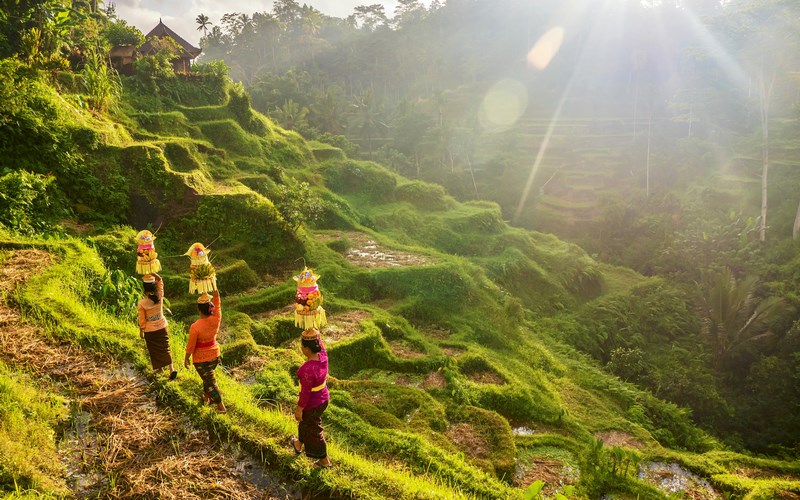 Zielone tarasy ryżowe na Bali